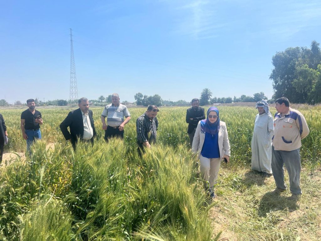 A Faculty Member from the College of Agricultural Engineering Sciences Participates in the Wheat Guidance Program with the Ministry of Agriculture