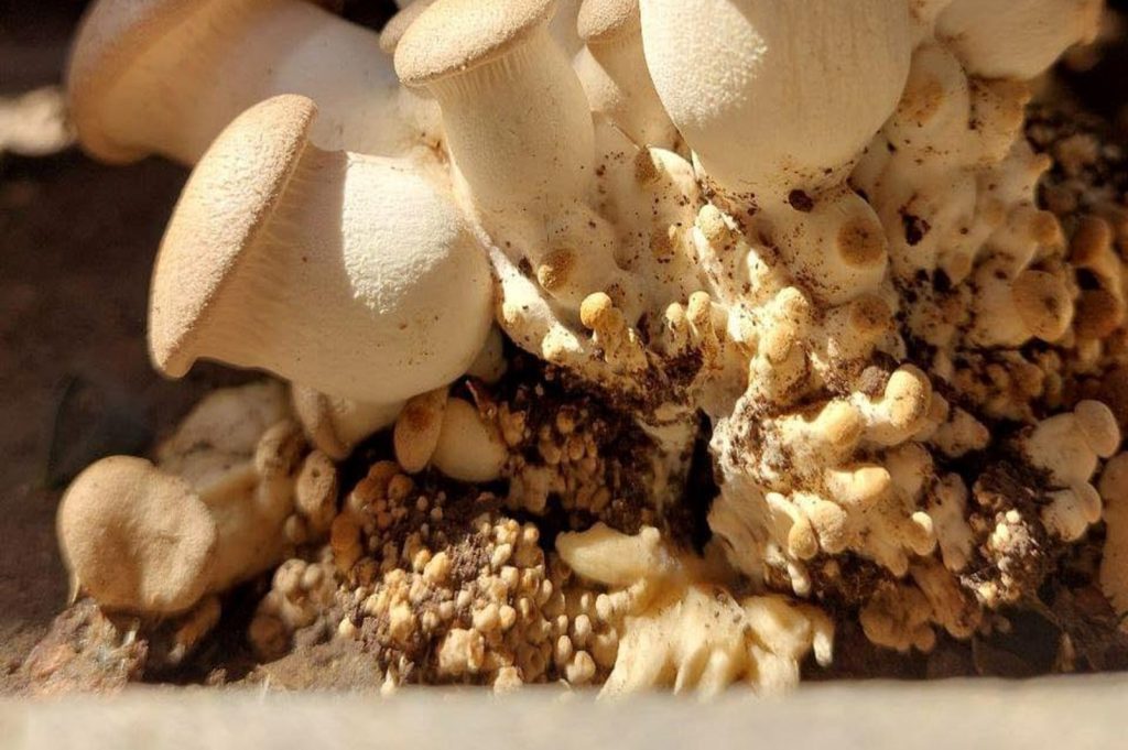 Cultivating Wild Iraqi Fungi